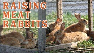 Raising Rabbits for Meat... Is It Worth It? (Pantry Chat with Daniel Salatin)