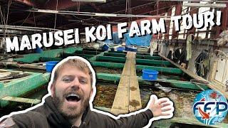 Marusei Koi Farm Tour! Biggest Koi House in the World!