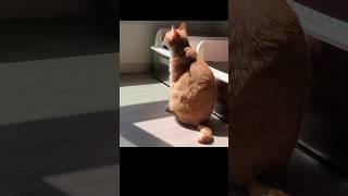 일광욕(ft.화보속 치즈냥)sunbath(ft. cheesecat in a pictorial)#cat#고양이