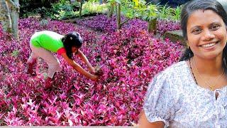 PONSY GARDEN (RED PLANT)