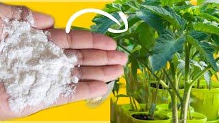 AMAZING! Baking soda brings dead plants back to life!