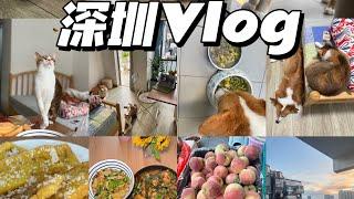 深圳生活Vlog，倒计时回清迈5天，妹妹和姐妹"谁向你宣扬牺牲，谁就想成为主人，是我们做出的选择，而不是我们的能力，决定了我们是什么样的人