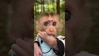 Baby monkey #monkey #pets #rescue #animals