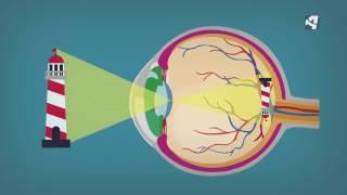 ¿Cómo procesan nuestros ojos las imágenes?