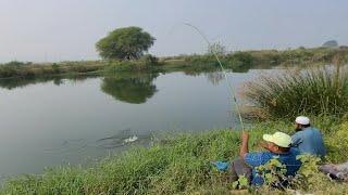 Masterd in Catching Tilapia fishes by Single hook|Tilapia fishes Catching In Canal|Fishing video