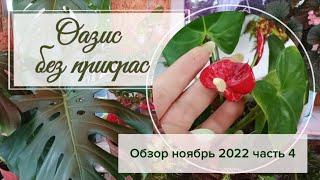 Оазис без прикрас. Обзор растений ноябрь 2022. Часть 4.