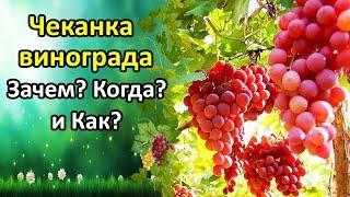 ПРОСТОЙ СПОСОБ УСКОРИТЬ СОЗРЕВАНИЕ ЯГОД И ЛОЗЫ В КОНЦЕ ЛЕТА! ЧЕКАНКА ВИНОГРАДА, ЗАЧЕМ, КОГДА И КАК ?