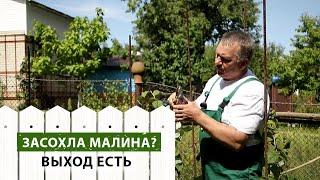 Засохла малина? На ней завёлся вредитель!