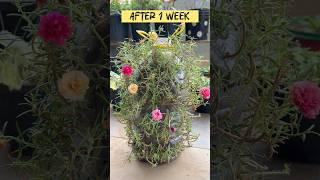 Cutting of portulaca / table moss rose #portulaca #mossrose #tablerose #succulentcuttings