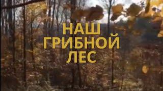 Что там у немцев? Прогулка в лесу. Ноябрь 2020