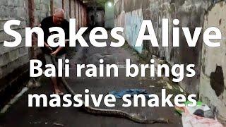 Snakes Alive - Bali Wet Season brings massive surprises