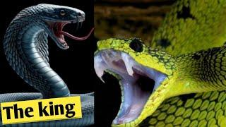 সাপের রাজা কিং কোবরা/King Kobra snake