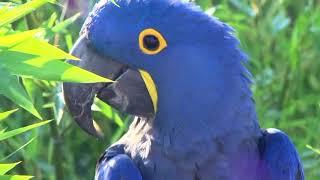 Cougar Mountain Zoo Hyacinth Macaw