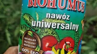 Pięknie rosnące pomidory po biohumusie i leczenie pomidorów po nawożeniu popiołem