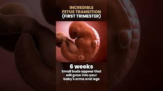 Incredible FETUS TRANSITION (1st Trimester) #shorts