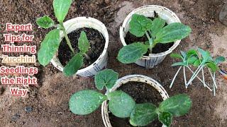 Expert Tips for Thinning Zucchini Seedlings the Right Way  #zucchini #gardeningtips #gardening