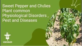 Sweet Pepper and Chιlies Plant common Physiological Disorders, Pest and Diseases