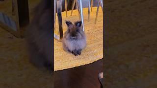 Bunny Diary:  she thinks she's hard #lionheadrabbit #rabbit #bunny #lionheadrabbit #bunny