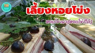 การเลี้ยงหอยโข่ง | เลี้ยงหอยโข่งนา | เลี้ยงหอยโข่งใต้ | ผักปลอดสารพิษบ้านน้องปลายฝน