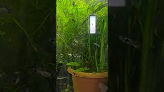 No Water change No Algae Aquarium #nature #aquarium