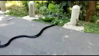 Snake catcher Bappi Majumder leaving king korba in the Lumding forest