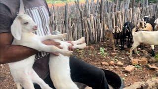 07-Savanna goat project in the backlands shows results in crossing with native breeds.