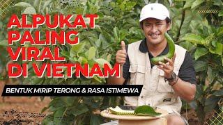 ALPUKAT SAP 034!!! JUARANYA ALPUKAT VIETNAM!! RASA ISTIMEWA, CEPAT BERBUAH DAN PRODUKTIFITAS TINGGI