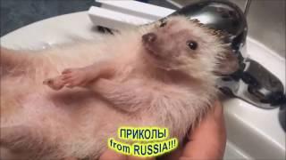 ПРИКОЛЫ from RUSSIA!!!ПРИКОЛЫ С ЁЖИКАМИ