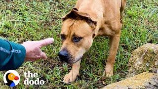 Couple Spends A Year Trying To Rescue A Stray Dog | The Dodo