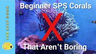 3 Beginner SPS Corals That Are AWESOME! You Should Know About These...