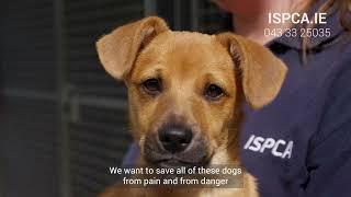 ISPCA National Emergency Appeal