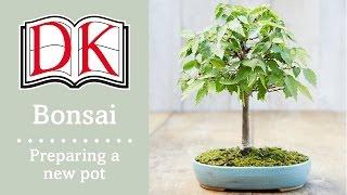 Bonsai: Repotting Your Bonsai Tree