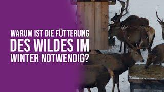 Warum ist die Fütterung des Wildes im Winter notwendig?