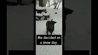 Snow Day or Training Day? Let Your Dog Decide ;)