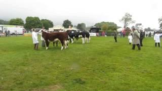 The Hereford Breed take the Best Overall Inter-breed Pair at the Royal Three Counties Show