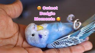 Cutest Budgie Moments