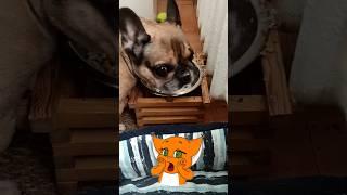 Французский бульдог Марсель ест #bulldog