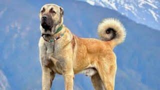 THE WORLD'S BIGGEST AND STRONGEST GUARD DOGS | ANATOLIAN SHEPHERD DOG | AHALİ KANGAL FARM