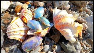 Huge orange tile shell, lots of transparent colored pearls, shining