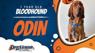 Odin, 1 Year Old Bloodhound | Off Leash K9 Training | Best Dog Trainers