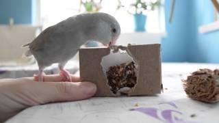 Playing with the Foraging Box