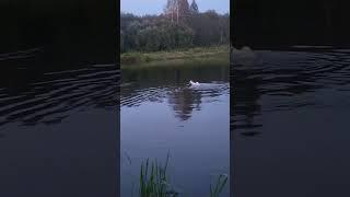 Буран купается в Волге. 10.09.23