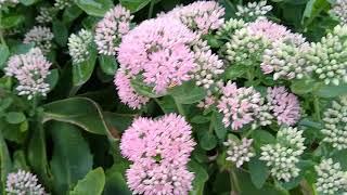 Summer pruned sedum