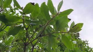 Strawberry tree - twigs & leaves - March 2025