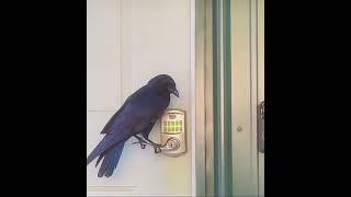 Crow Entering Door Code 