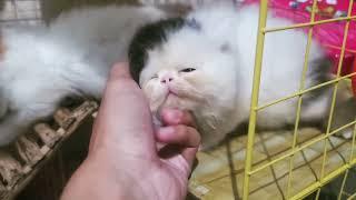 ADORABLE KITTY | KITTENS PLAYING TOGETHER | MOCA MOCHI MICO | ANAK KUCING | CUTE CAT | FUNNY KITTEN