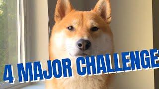 4 Major Challenges of Raising a Shiba Inu - The Good, The Bad and The Ugly