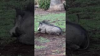 The real-life Pumbaa and Timon!!  #warthogs  #meerkat  #funnyanimals  #cuteanimals  #farmlife