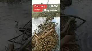 Бобровая плотина. Лучшие строители только у нас #shorts