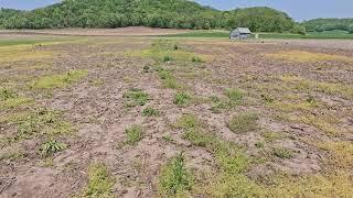 Satchur 8 burndown trial at the Planet Earth Research Farm   May 15th 2024